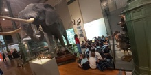 Salida museo de Ciencias Naturales