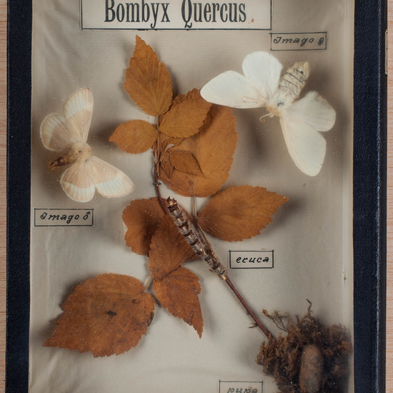 IES_CARDENALCISNEROS_Insectos_032