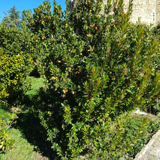 La Pedriza. 3º ESO. 2017-2018. 44