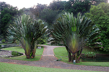 Rabenala árbol del viajero, Jardín botánico, Java, Indonesia