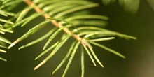 Abeto de Douglas - (Pseudotsuga menziesii)