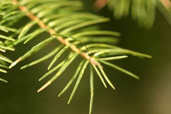 Abeto de Douglas - (Pseudotsuga menziesii)