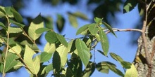 Olmo de Siberia - Hojas (Ulmus pumilla)