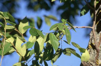 Olmo de Siberia - Hojas (Ulmus pumilla)