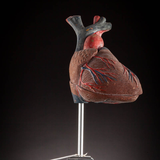 IES_ISABELLACATOLICA_ANATOMIA_049