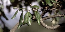 Alcornoque - Hoja (Quercus suber)