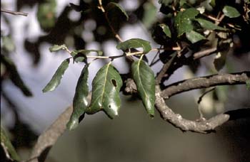 Alcornoque - Hoja (Quercus suber)