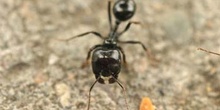 Hormiga (Messor gen.)