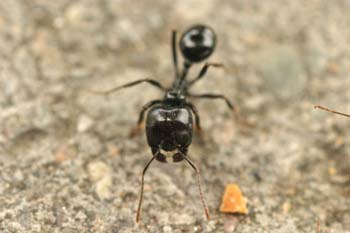 Hormiga (Messor gen.)