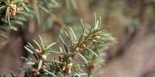 Tejo (Taxus baccata)