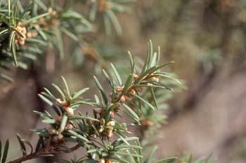 Tejo (Taxus baccata)