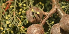 Ciprés de Arizona - Piñas (Cupressus arizonica)