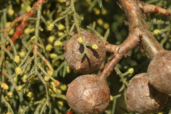 Ciprés de Arizona - Piñas (Cupressus arizonica)