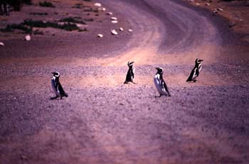 Pingüinos de  Magallanes, Argentina