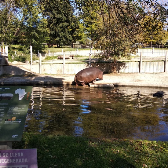 Visita al zoo 2019 25