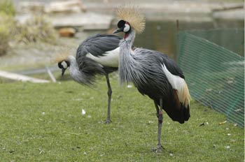 Grullas coronadas