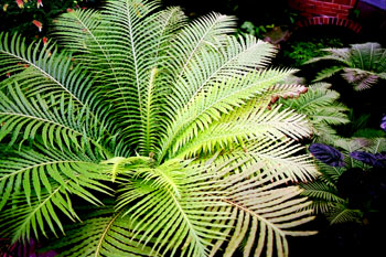 Plantas de invernadero