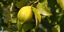 Limonero - Fruto (Citrus limon)