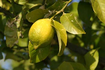 Limonero - Fruto (Citrus limon)