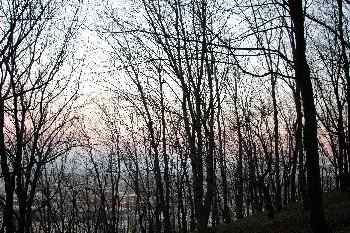 árboles en el parque de St. Gellért, Budapest, Hungría