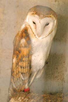 Lechuza común (Tyto alba)