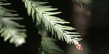 Secuoya de California (Sequoia sempervirens)