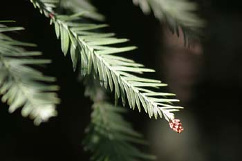 Secuoya de California (Sequoia sempervirens)