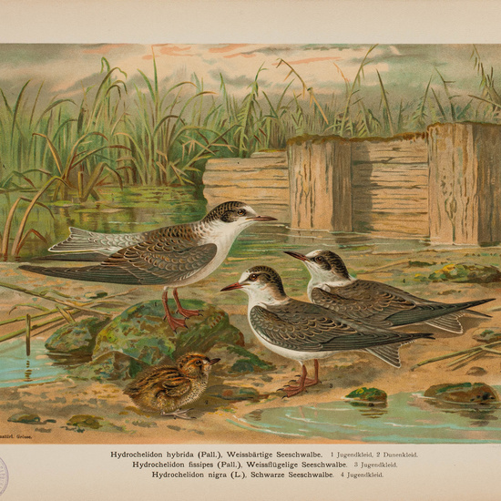 IES_CARDENALCISNEROS_AVES_LAMINAS_095