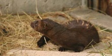 Visón americano (Mustela vison)