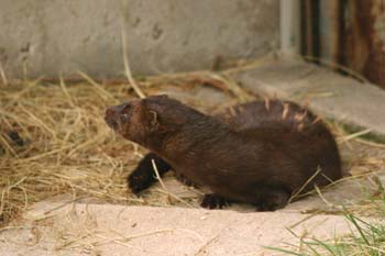 Visón americano (Mustela vison)