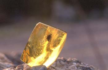 Díptero en ámbar (Insectos) Oligoceno