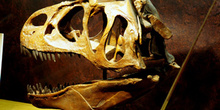 Allosaurus (Dinosauria, Theropoda), Museo del Jurásico de Asturi