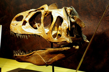 Allosaurus (Dinosauria, Theropoda), Museo del Jurásico de Asturi