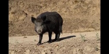 Jabalí Sus scrofa Linnaeus 1758