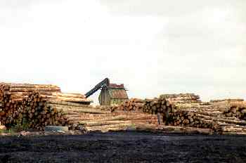 Procesamiento maderero en la isla norte, Nueva Zelanda
