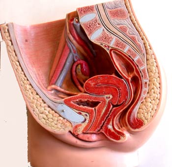 Corte transversal del aparato reproductor feménino