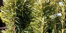 Taxus baccata fastigiata