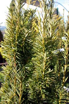 Taxus baccata fastigiata