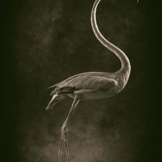 IES_SANISIDRO_MUSEO_Aves_157