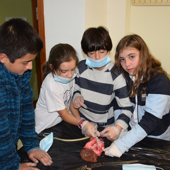 2016_12_02_Diseccion de corazon y pulmones_Sexto 35