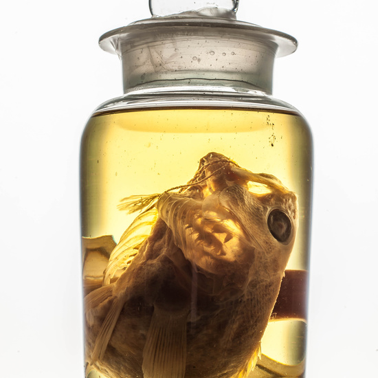 IES_SANISIDRO_MUSEO_BOTES_006