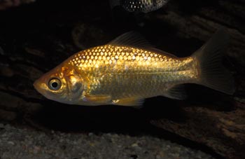 Cometa (Carassius auratus)