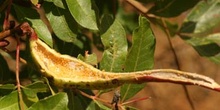 Pulgón del Pistacho - Agalla ( Baizongia pistaciae)