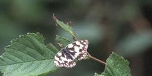 Medioluto (Melanargia galathea)