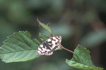 Medioluto (Melanargia galathea)