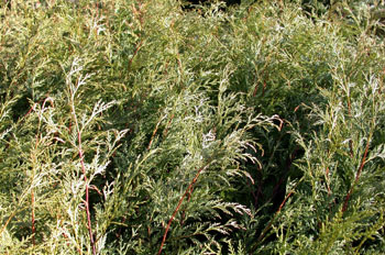 árbol, Ciprés de Leyland