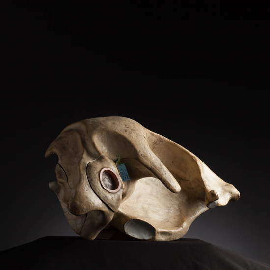 IES_CARDENALCISNEROS_ANATOMIA_MODELOS_116