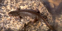 Tritón ibérico (Triturus boscai)