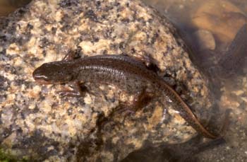 Tritón ibérico (Triturus boscai)