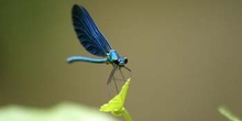 Caballito del diablo azul (Calopteryx virgo)